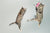 Jumping cute playing cats
