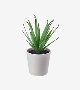 Sansevieria Futura Superba