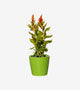 The Gecko Plant