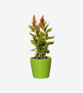 The Terrarium Plant