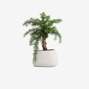 The Terrarium Plant
