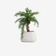 The Terrarium Plant