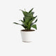 The Terrarium Plant
