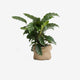The Terrarium Plant