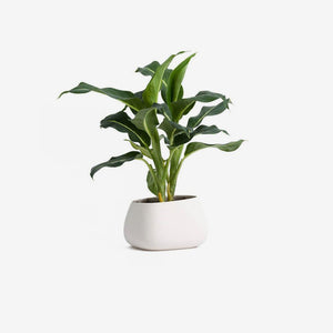 The Terrarium Plant